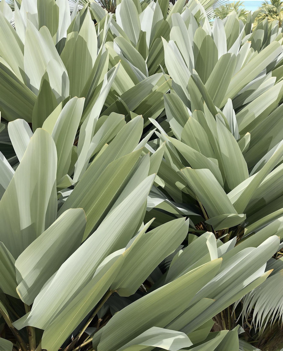 A close-up view of a dense cluster of large, pale green leaves with a slightly silvery sheen, filling the entire frame.